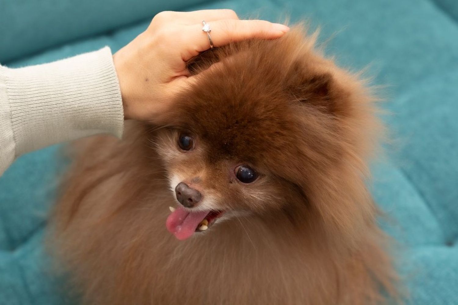 大切なペットのメモリアルダイヤモンドリングとワンちゃんとの思い出