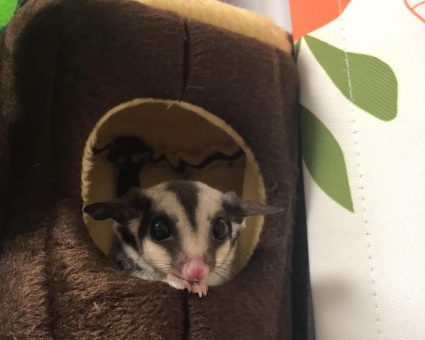 フクロモモンガの画像。かわいらしいノーマルフクロモモンガ