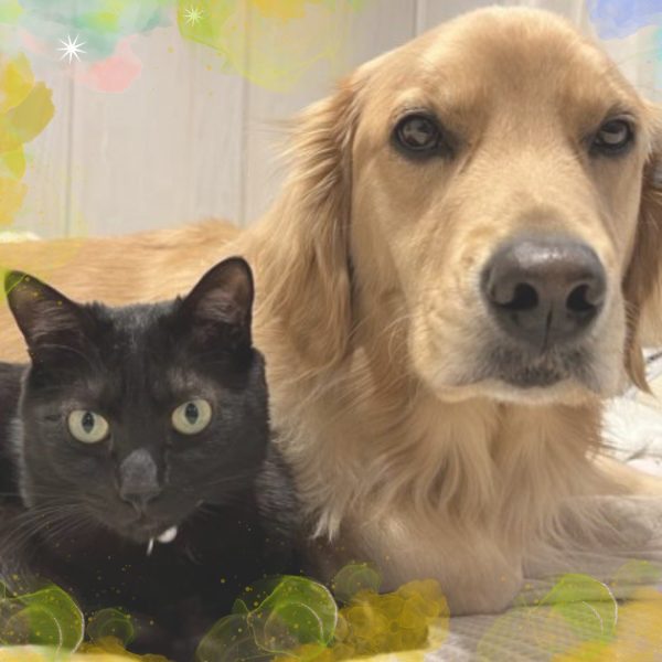 犬と猫が仲良く並ぶ。犬と猫どちらかではなく両方飼っている方もいらっしゃいますね