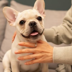 愛犬の思い出とともに輝くメモリアルダイヤモンドリング